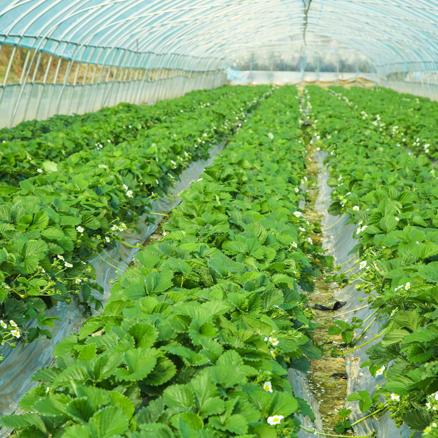 草莓种植基地