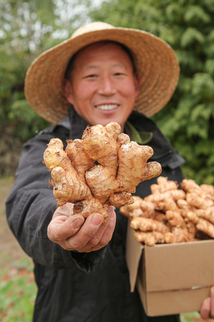 箱子里装着新鲜小黄姜