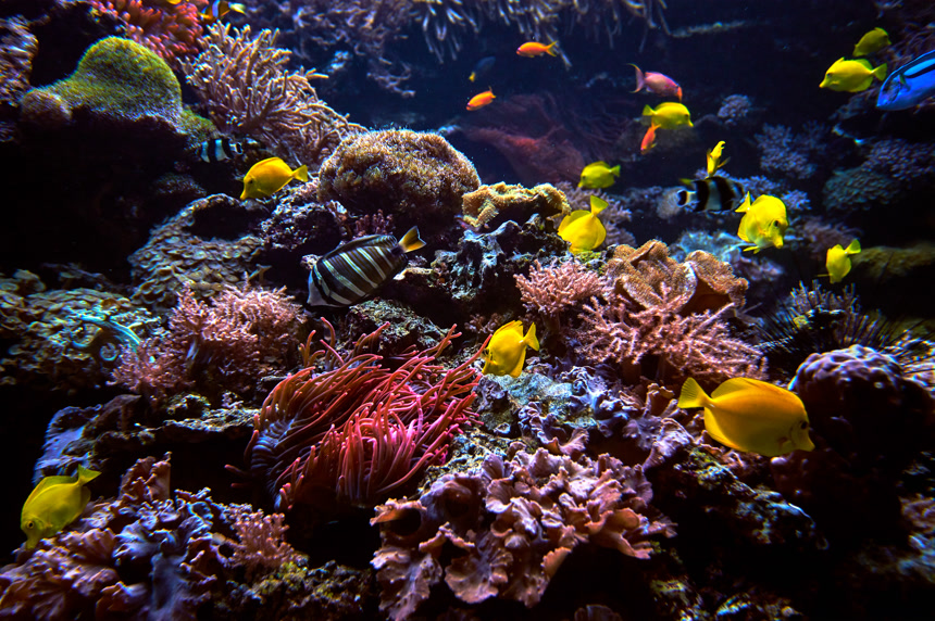 水族馆海底世界宠物动物
