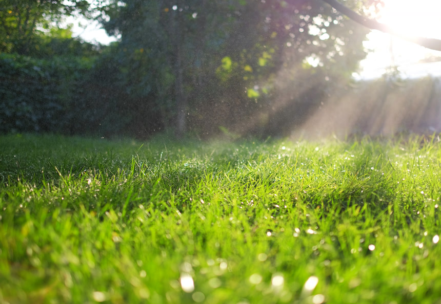 露水在鲜绿的青草上面,在阳光下闪闪发光自然景观