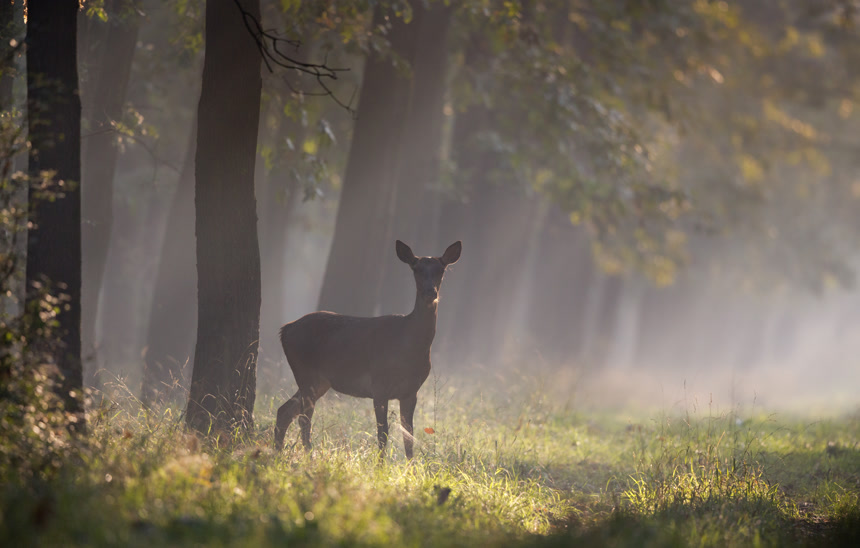 在森林里的麋鹿动物