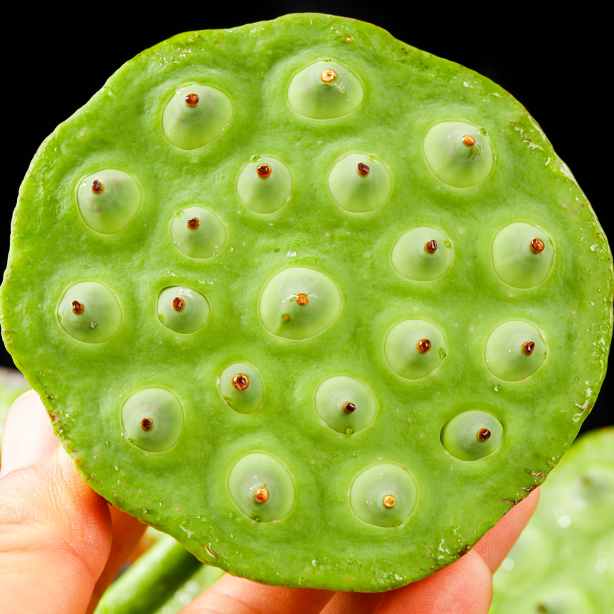 手里拿着新鲜莲蓬