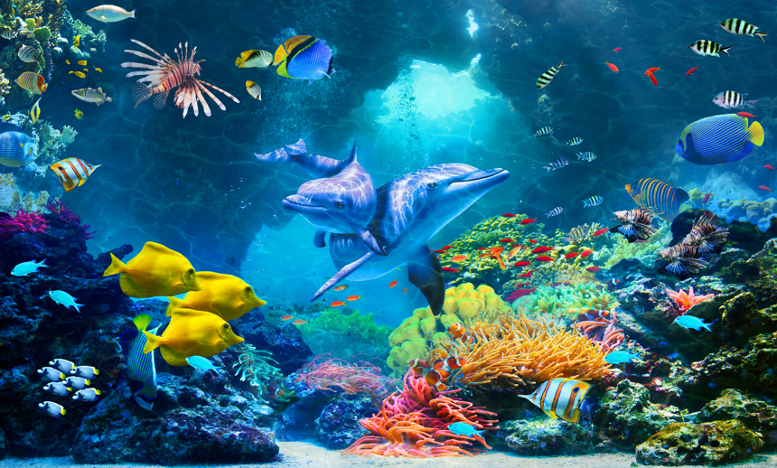 美丽多彩的海底世界自然景观