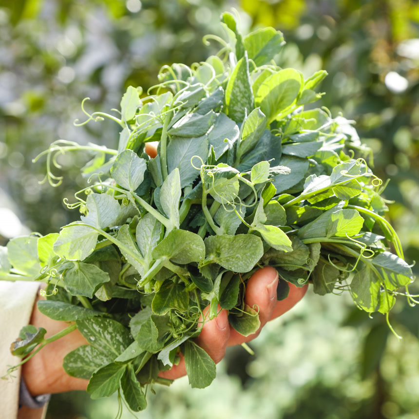 深底上的豌豆苗