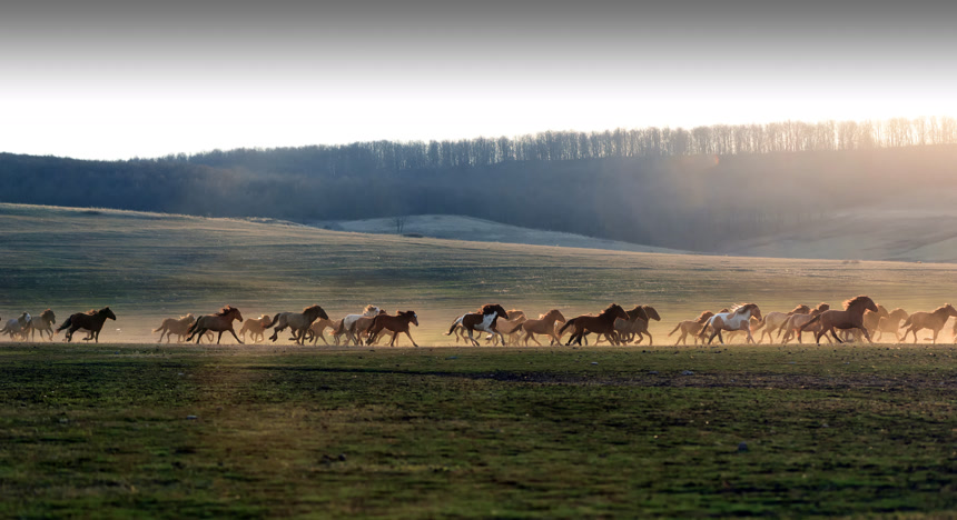 马在灰尘和日落剪影自然风光旅游广告