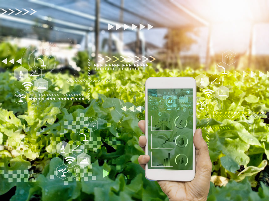 机灵的农民手持智能手机，稻田生产控制，概念农产品控制技术，对农业未来的贸易市场，跟踪生产力，卫星农业园艺农业