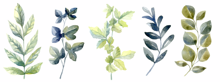几枝树叶水彩图片合集白底图  绘画插图