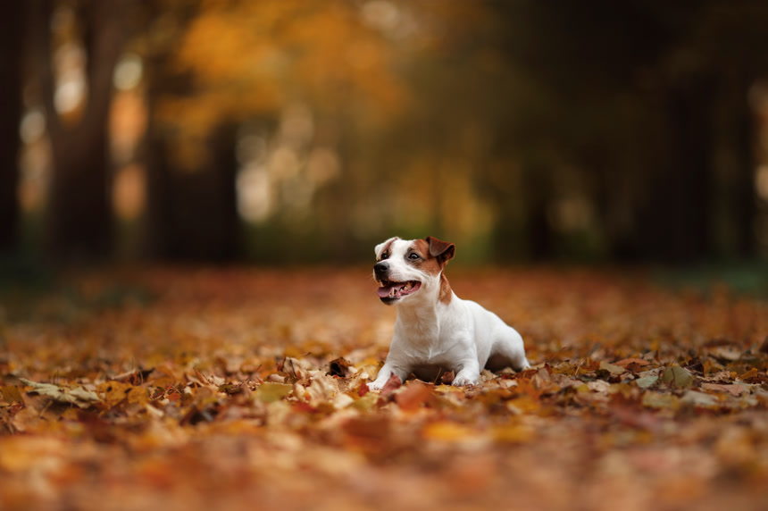 秋季落叶上的杰克罗素梗小狗宠物