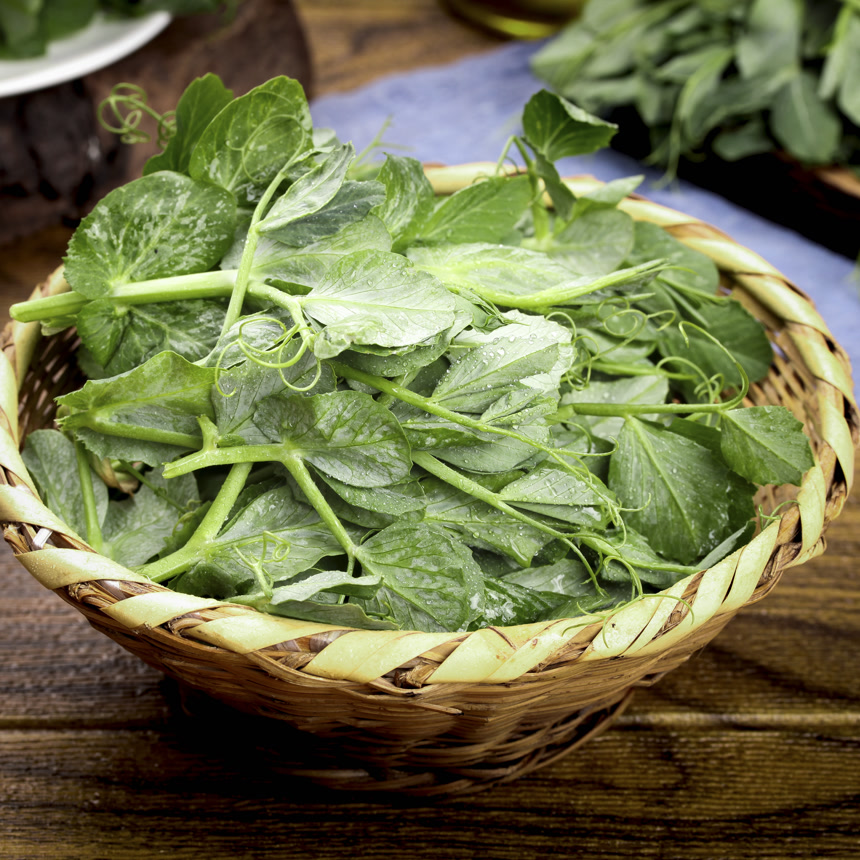 深底上的豌豆苗