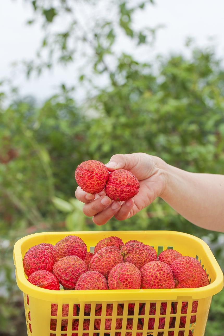 手里拿着无核荔枝