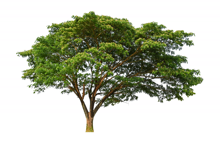 绿色的大树植物白底图