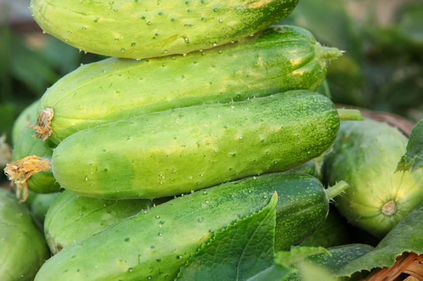 手里拿着刺黄瓜