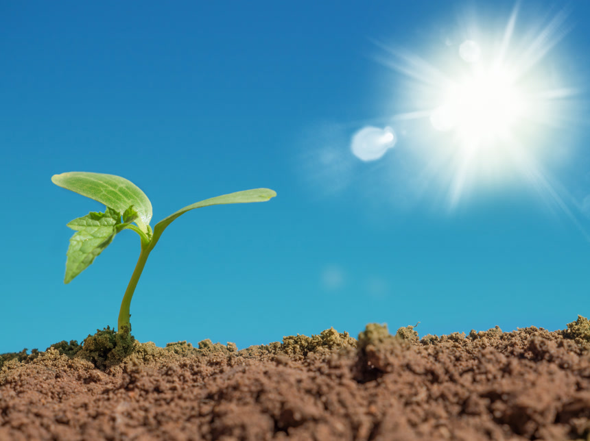 植物生长对土壤和阳光的需求科普宣传