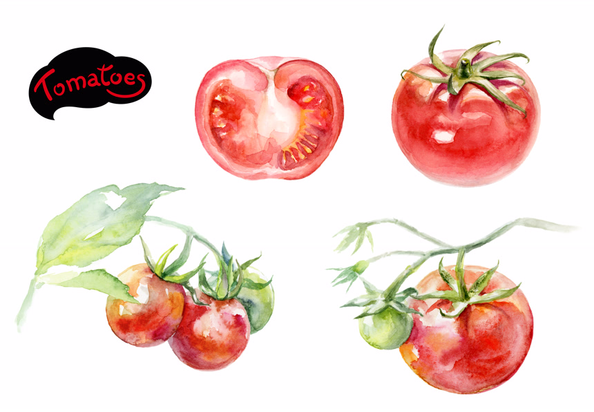 水彩绘画西红柿的各种状态设计宣传