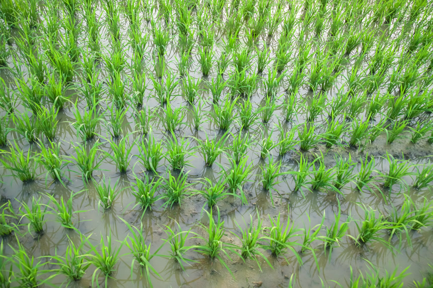农田里种植的水稻