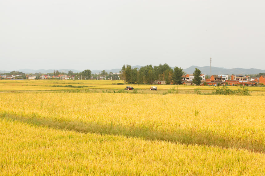 大片稻田丰收
