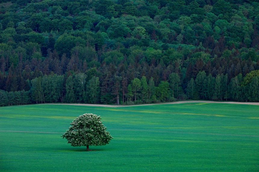 孤独的板栗树在草地上与背景在黑暗的森林自然风光绿色绿色