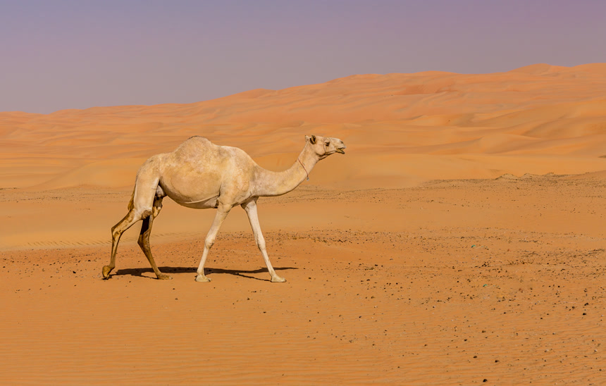 阿拉伯联合酋长国阿布扎比利瓦沙漠中的骆驼生态环保