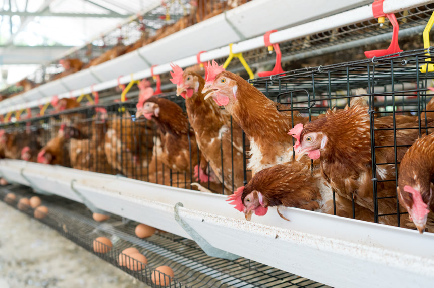 养鸡场专业化农业畜牧业养殖