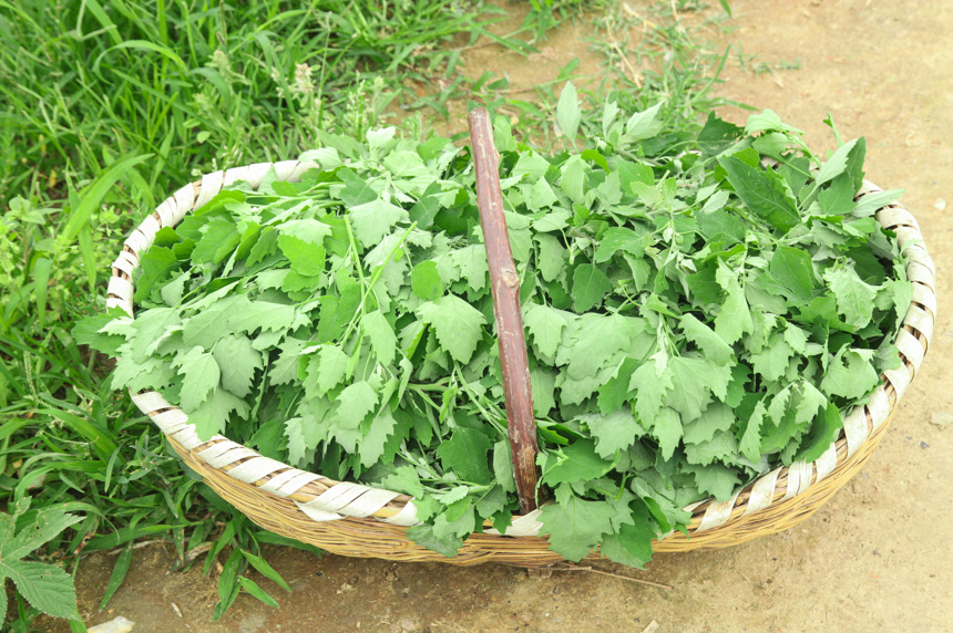 手里拿着新鲜灰灰菜