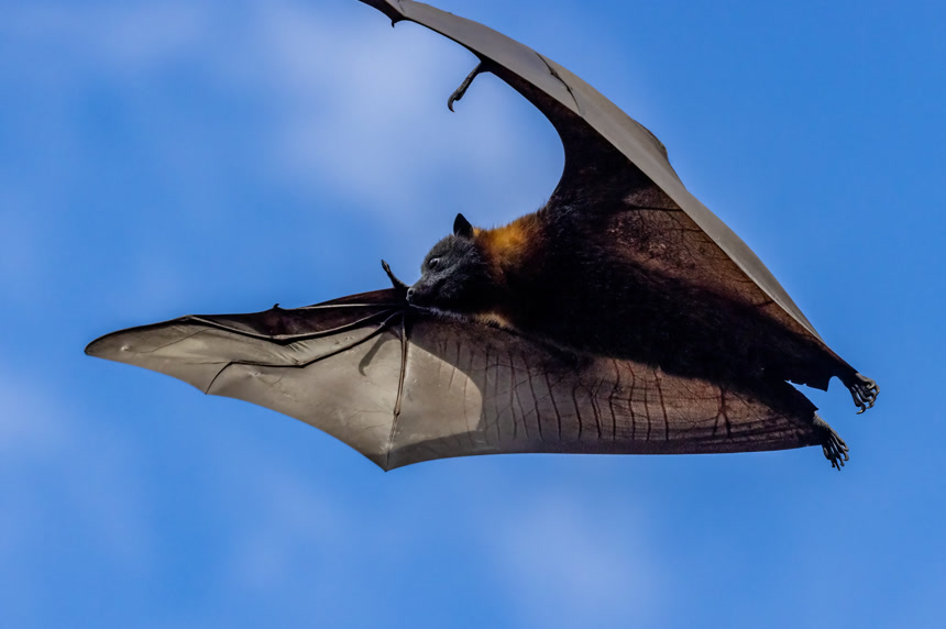 蝙蝠在飞行自然保护区动物