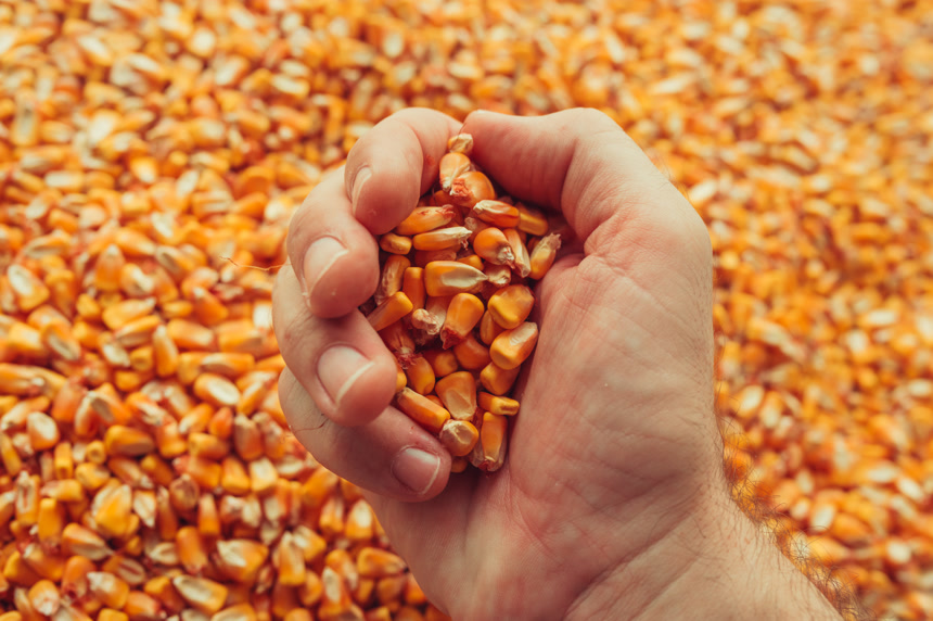 金色玉米背景前的一只手握着一把玉米粒特写图   农业丰收概念