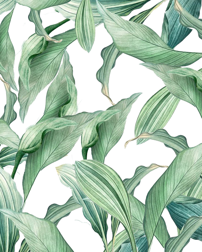 背景为水彩画,热带,棕榈,绿叶背景浅.明信片邀请函.