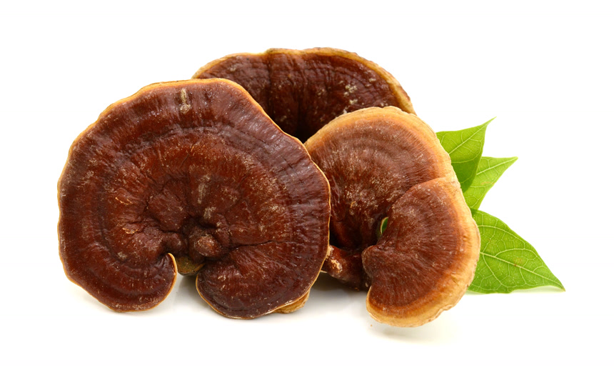 灵芝中药医疗保健食品白底图