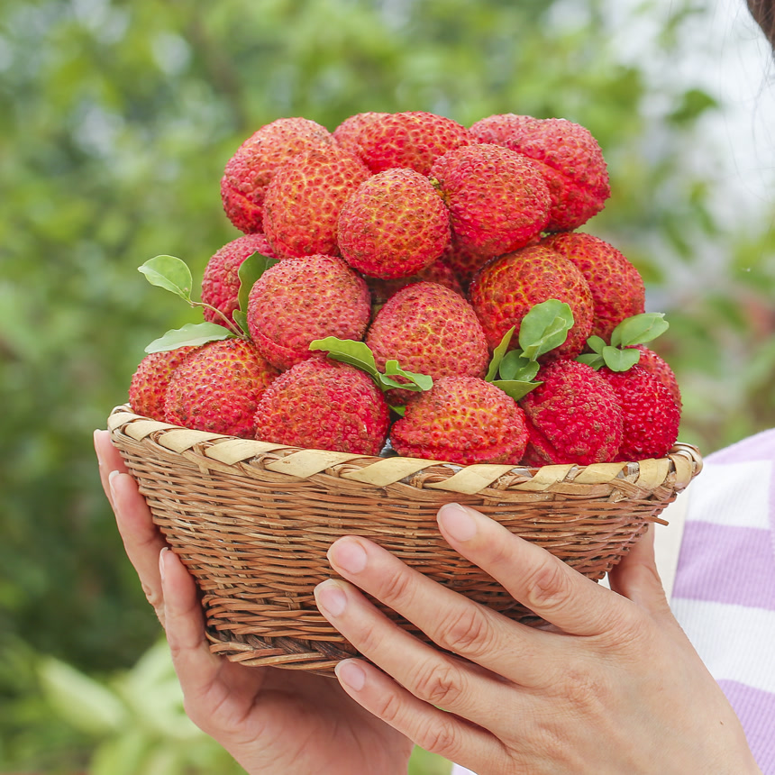 手里拿着无核荔枝