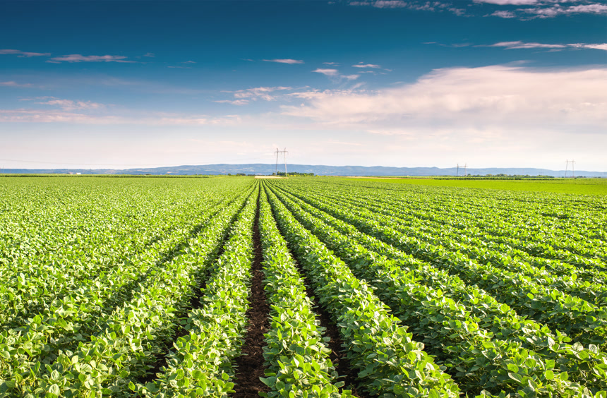 蓝天白云下的大豆田农作物农业