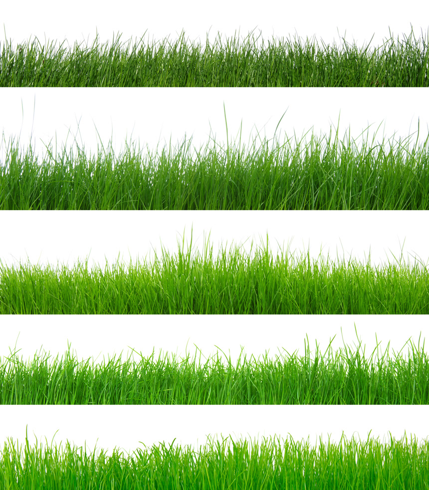 绿色小草合集清新植物白底图