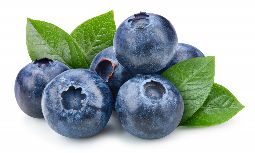 蓝莓叶与蓝莓叶白色底健康生活方式