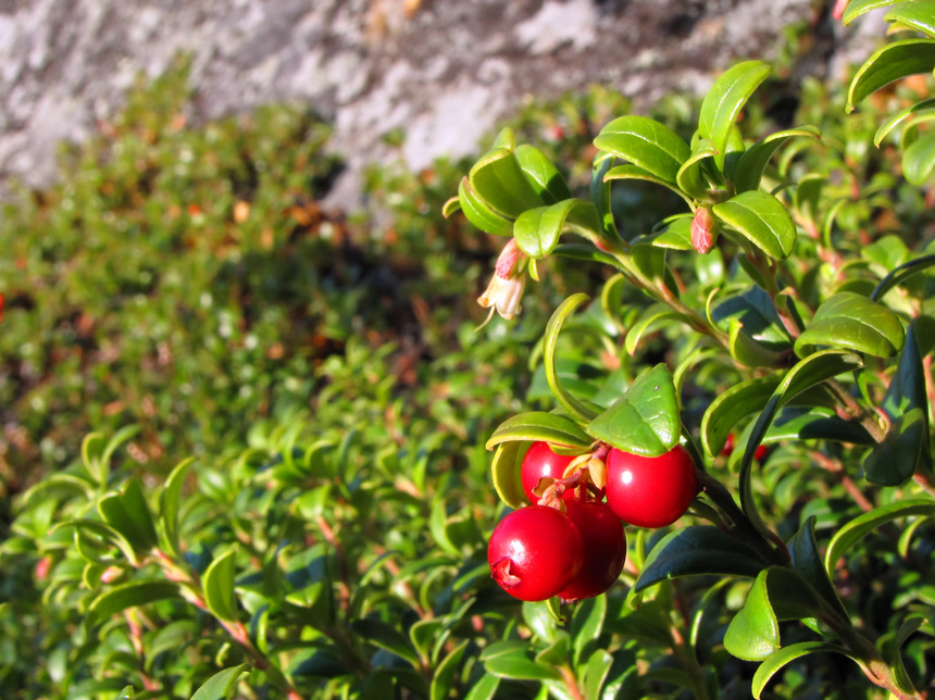 果园树枝上的新鲜红色水果果园采摘