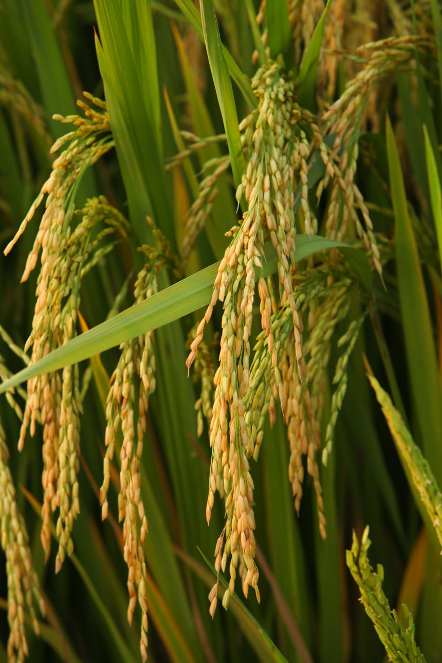 稻穗 稻子 
