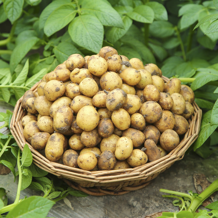 田地里的黄皮小土豆