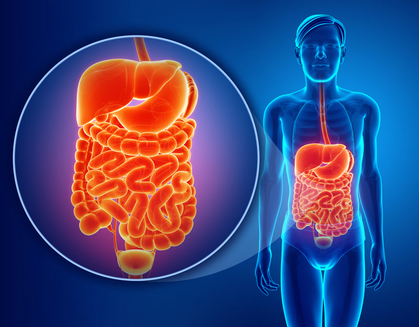 消化系统的三维图