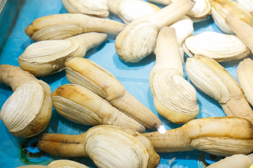 海鲜市场象牙蚌