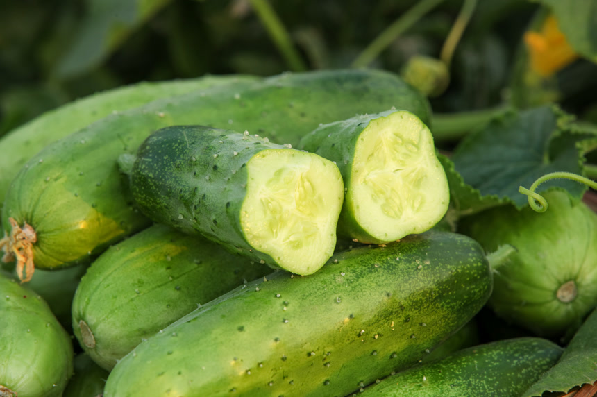 手里拿着刺黄瓜