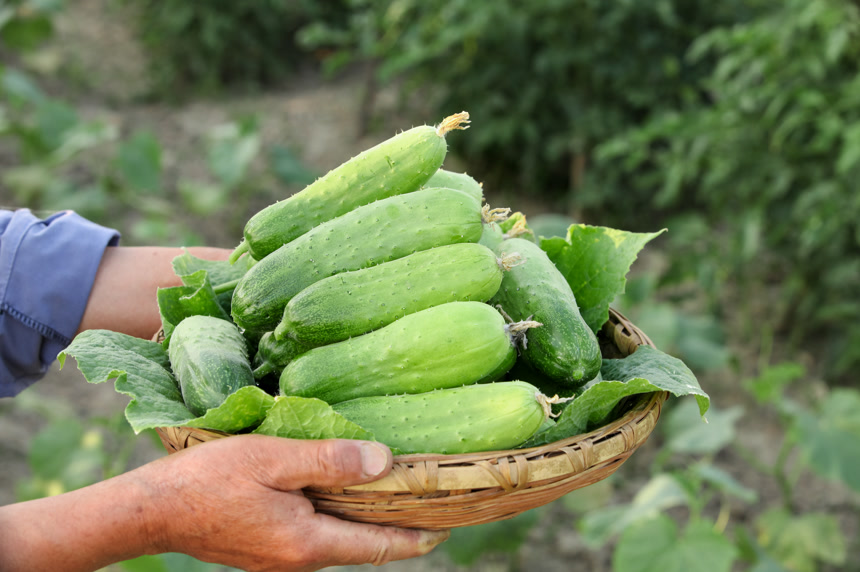 手里拿着刺黄瓜