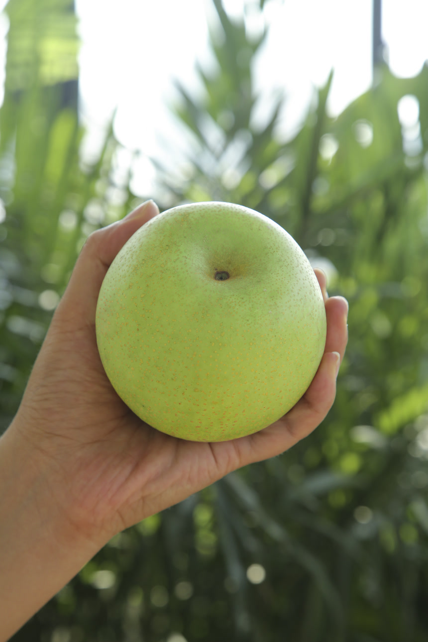 手里拿着一盒青皇冠梨