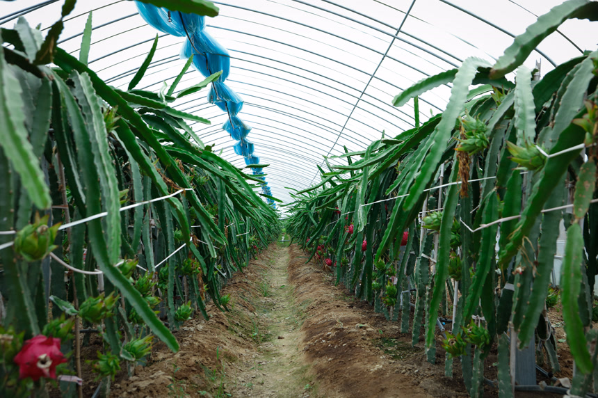 大棚火龙果种植