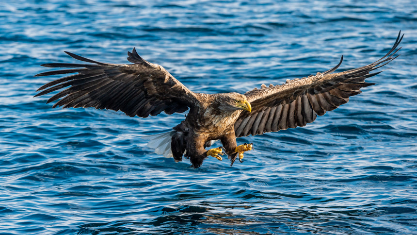 成年白尾鹰钓鱼前视图蓝色海洋背景欧亚海鹰白尾海鹰.