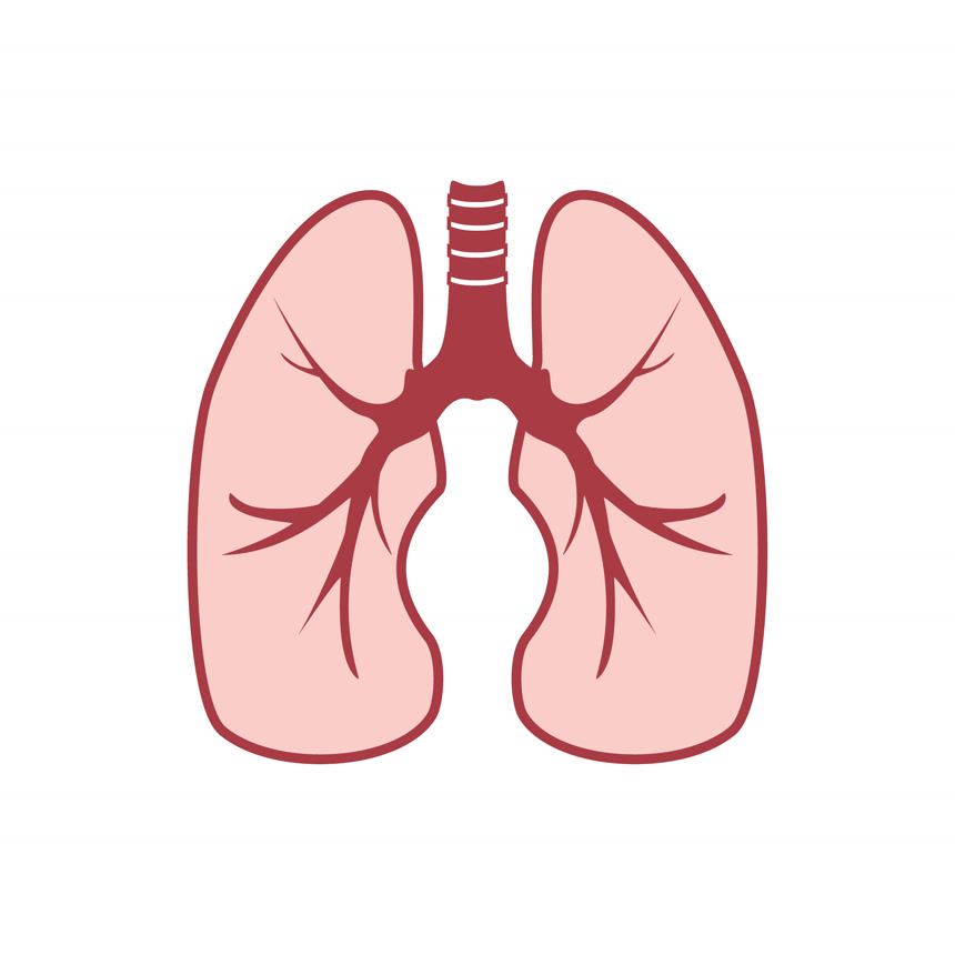 卡通肺部器官图人体器官