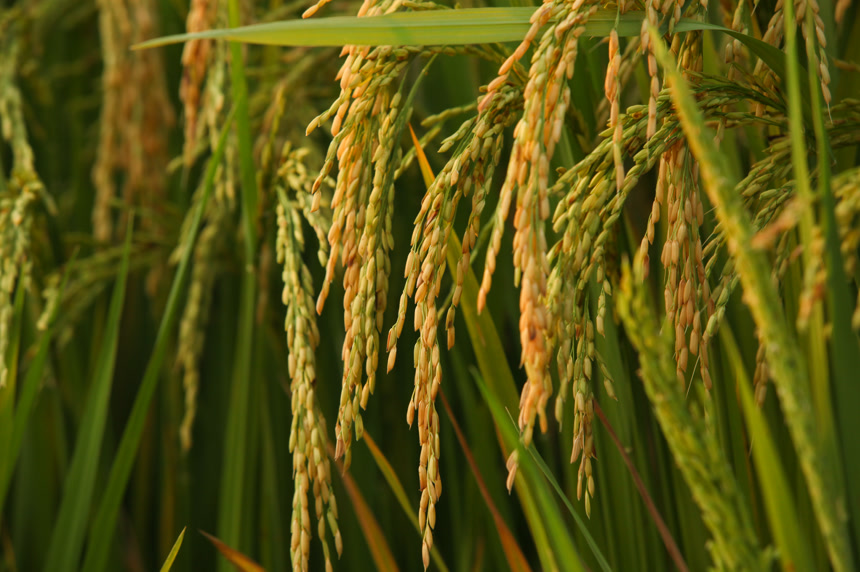 稻穗 稻子 