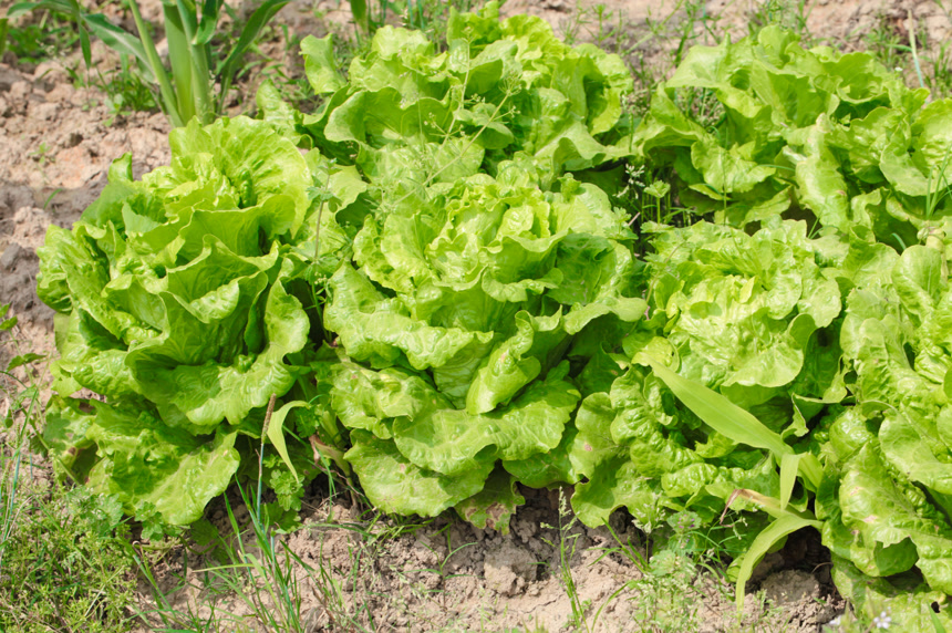 地里的新鲜生菜