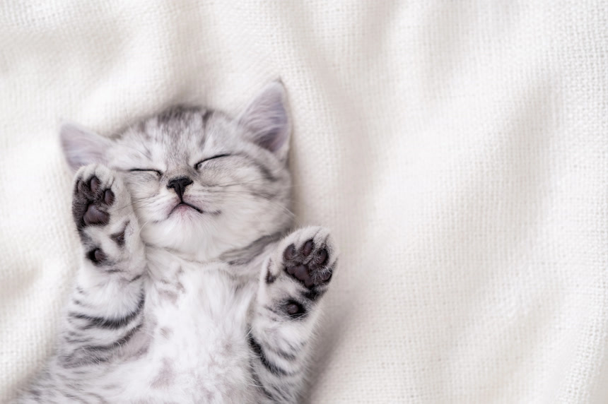 可爱的小猫睡在毯子上动物宠物背景壁纸 