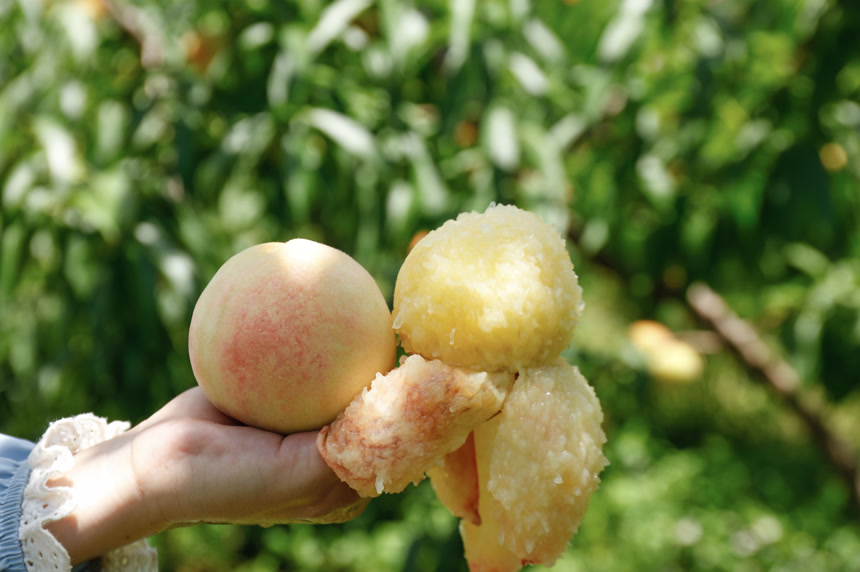 手里拿着现摘水蜜桃