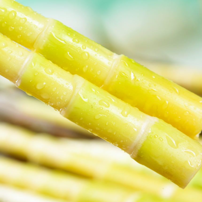 浅底上的小竹笋