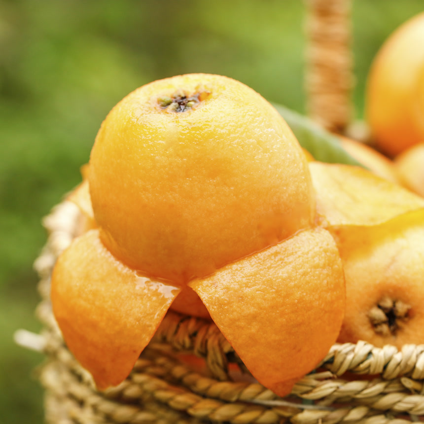 手里拿着五星枇杷