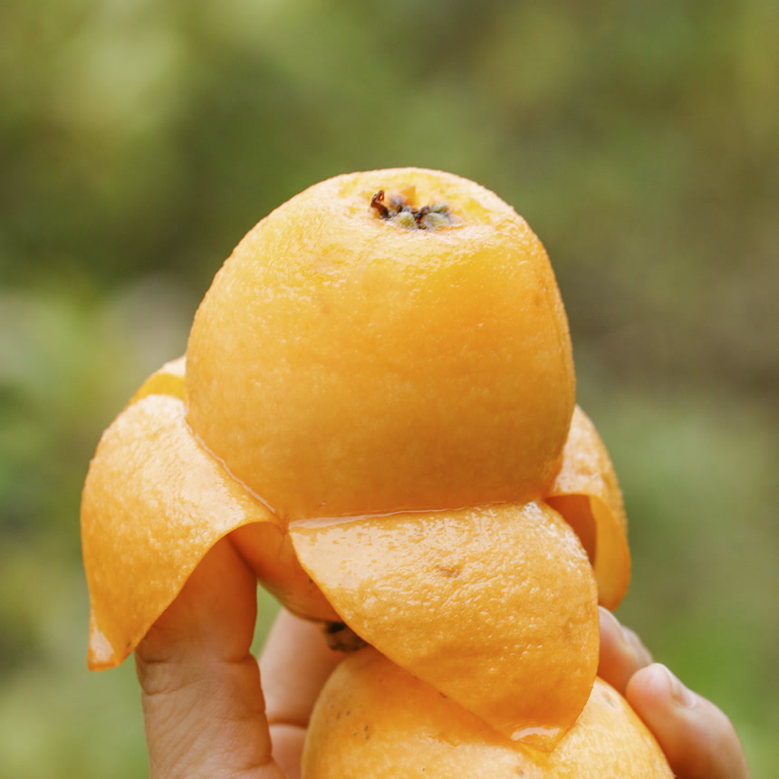 手里拿着五星枇杷